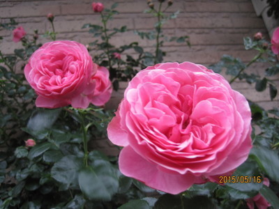 IMG_7035.jpg